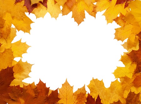Framework from autumn leaves on a white backgroundの写真素材