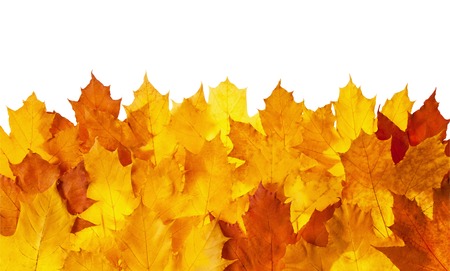 Framework from autumn yellow leaves on a white backgroundの写真素材