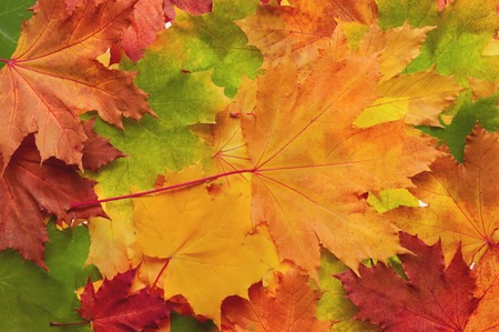 Background from autumn leavesの写真素材
