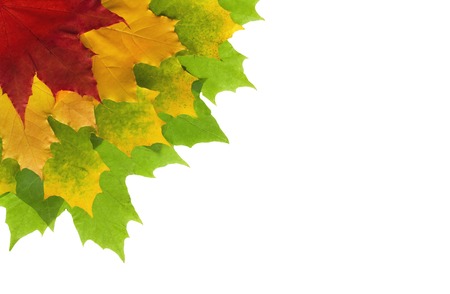 Framework from autumn leaves on a white backgroundの写真素材