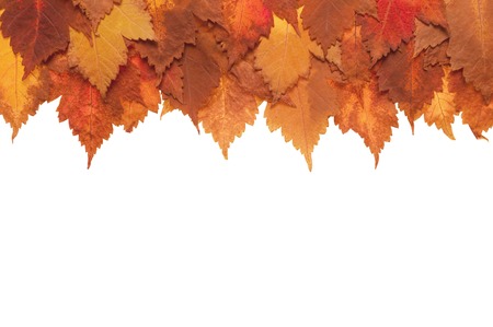 Framework from autumn yellow leaves on a white backgroundの写真素材