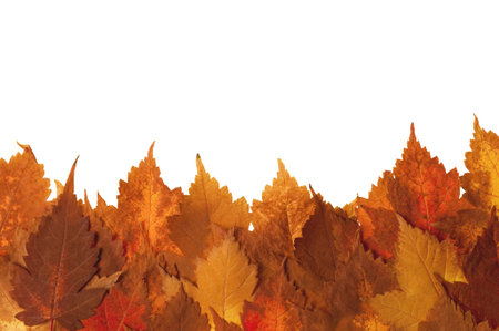 Framework from autumn yellow leaves on a white background