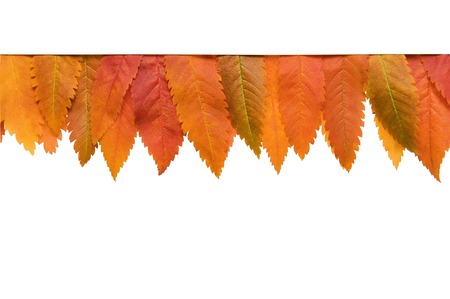 Framework from autumn yellow leaves on a white backgroundの写真素材