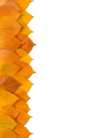 Framework from autumn yellow leaves on a white backgroundの写真素材