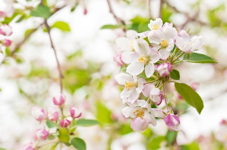 Branch blossoming apple-tree in the springの写真素材