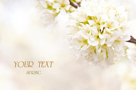 Branch blossoming plum in the spring