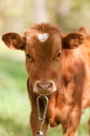 Calf on a meadow in a sunny dayの写真素材