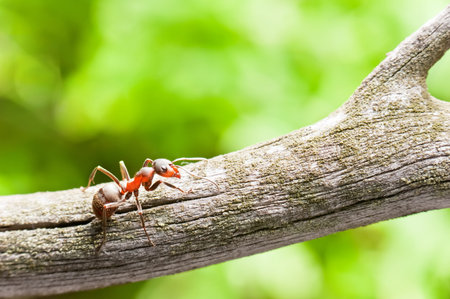 Ant close-up on a branch in a summer sunny dayの写真素材