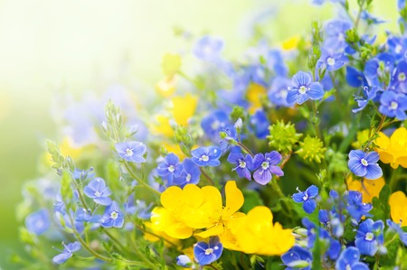Bunch grasses and wildflowers in summer sunny dayの写真素材