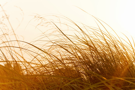 Field of dry grass at sunsetの写真素材