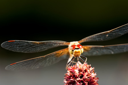 Close-up of a dragonfly on a flowerの写真素材