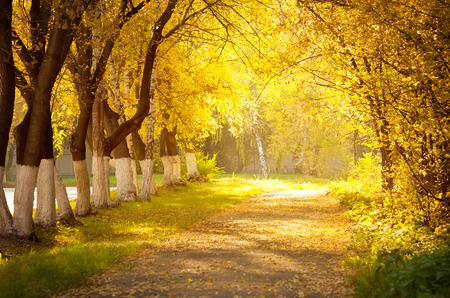 Maple alley at sunny autumn dayの写真素材