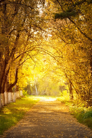 Maple alley at sunny autumn dayの写真素材
