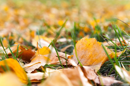 Leafless yellow birch leaves on the grass on a sunny autumn dayの写真素材