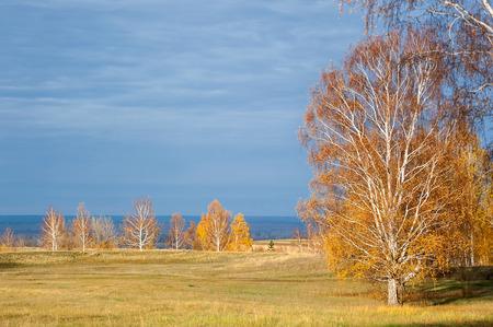 Birch alley on a sunny autumn dayの写真素材