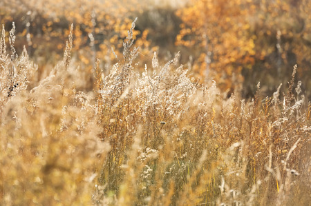Dried herb of the field in the autumn sunny dayの写真素材