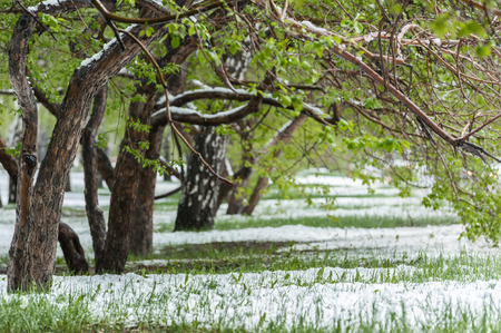 Fallen snow on a young green grass and trees in the springの写真素材