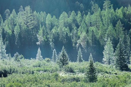 Mountain forest in early summer morning dewの写真素材