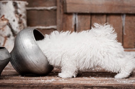 Portrait of a little white dog on the porchの写真素材