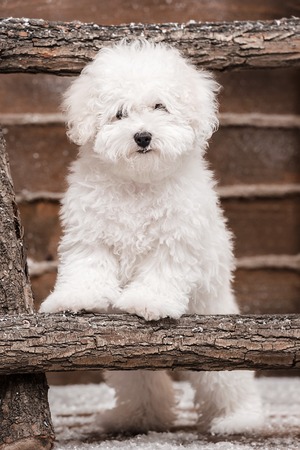 Portrait of a little white dog on the stairsの写真素材