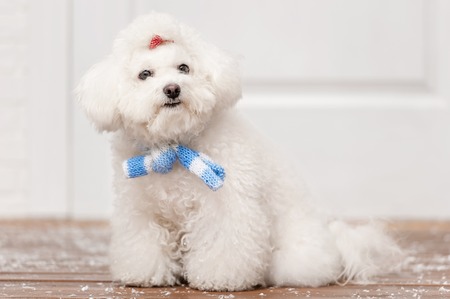 Portrait of a little white dog on the porchの写真素材