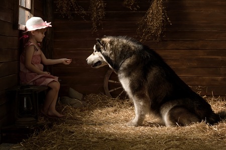 Little girl with a big dog in a barn on strawの写真素材