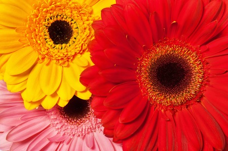 Background from various colors gerbera の写真素材