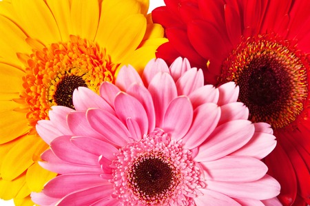 Background from various colors gerbera の写真素材