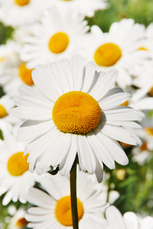 White camomile photographed close upの写真素材
