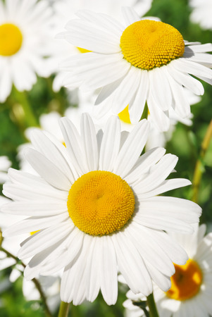 White camomile photographed close upの写真素材
