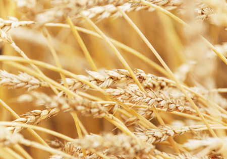 Field of wheat in a sunny dayの写真素材