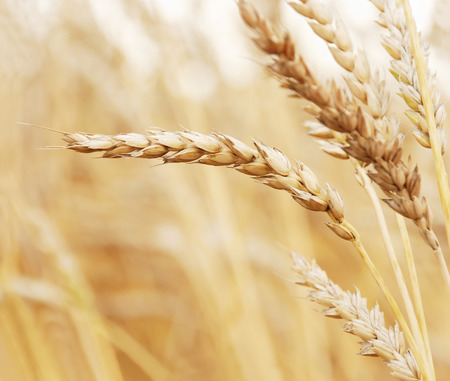 Field of wheat in a sunny dayの写真素材