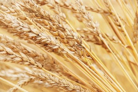 Field of wheat in a sunny dayの写真素材