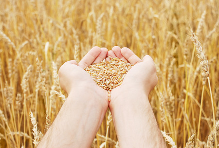 Grain of the wheat in hands of the person on a background of a wheaten fieldの写真素材