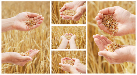 Grain of the wheat in hands of the person on a background of a wheaten fieldの写真素材