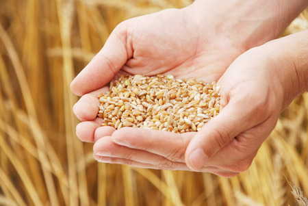 Grain of the wheat in hands of the person on a background of a wheaten fieldの写真素材