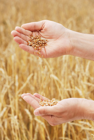 Grain of the wheat in hands of the person on a background of a wheaten fieldの写真素材