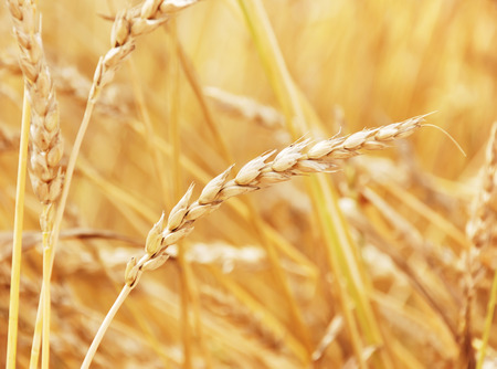 Field of wheat in a sunny dayの写真素材