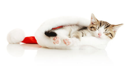 Beautiful cat in a New Year's cap on a white backgroundの写真素材
