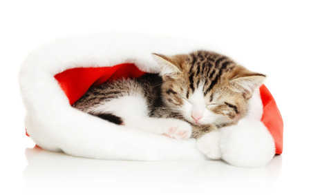 Beautiful cat in a New Year's cap on a white backgroundの写真素材