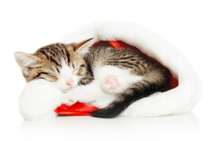 Beautiful cat in a New Year's cap on a white backgroundの写真素材