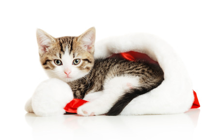 Beautiful cat in a New Year's cap on a white backgroundの写真素材