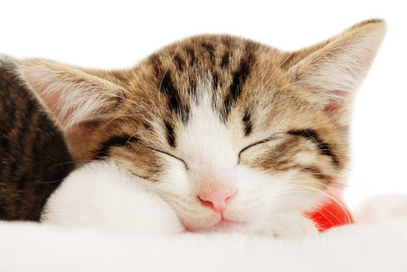 Beautiful cat in a New Year's cap on a white backgroundの写真素材