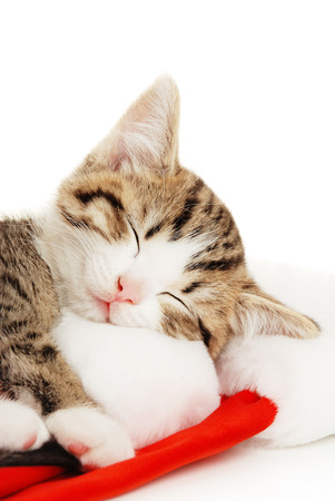 Beautiful cat in a New Year's cap on a white backgroundの写真素材