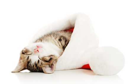 Beautiful cat in a New Year's cap on a white backgroundの写真素材