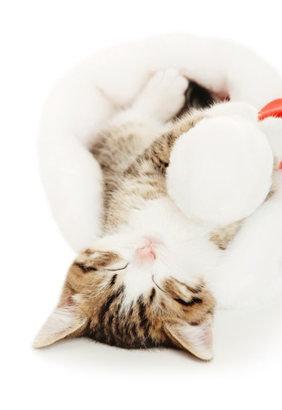 Beautiful cat in a New Year's cap on a white backgroundの写真素材