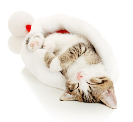 Beautiful cat in a New Year's cap on a white backgroundの写真素材