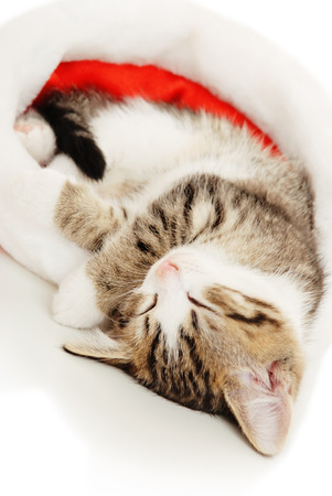 Beautiful cat in a New Year's cap on a white backgroundの写真素材