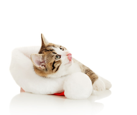 Beautiful cat in a New Year's cap on a white backgroundの写真素材
