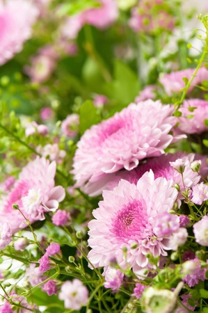 Bouquet of pink chrysanthemums smallの写真素材